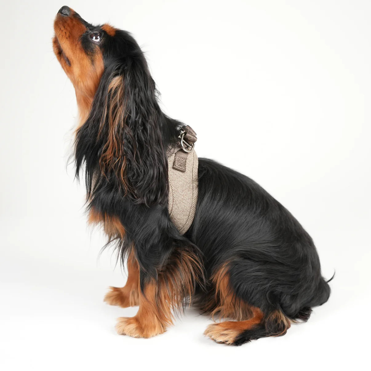 Saga Step-In Dog Harness | Mocca
