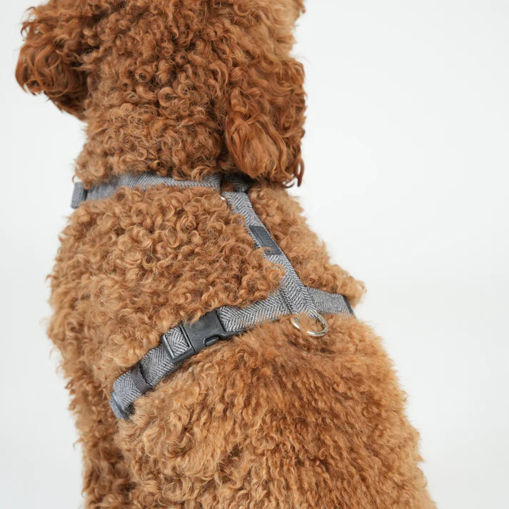 Tara H-Strap Dog Harness | Dusty Blue