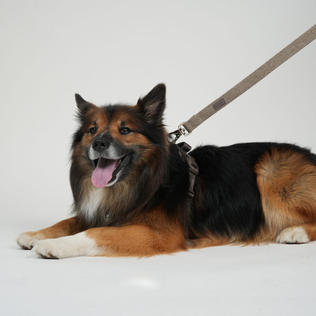 Elma Dog Leash | Mocca