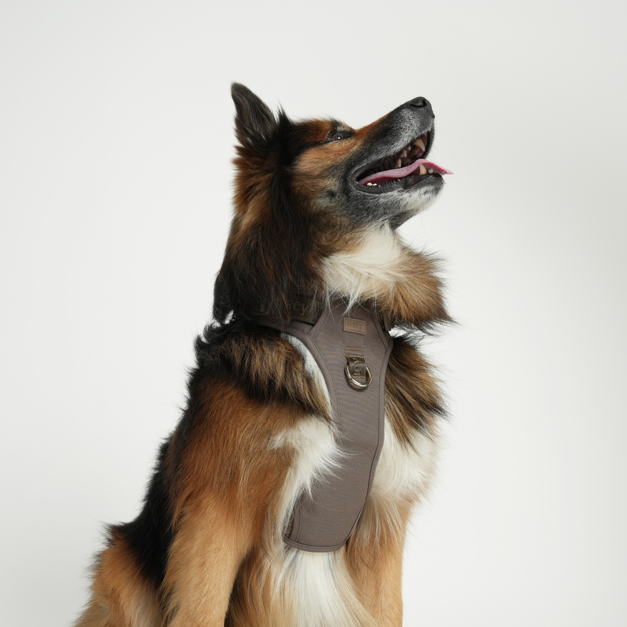 Elma Active Dog Harness | Taupe
